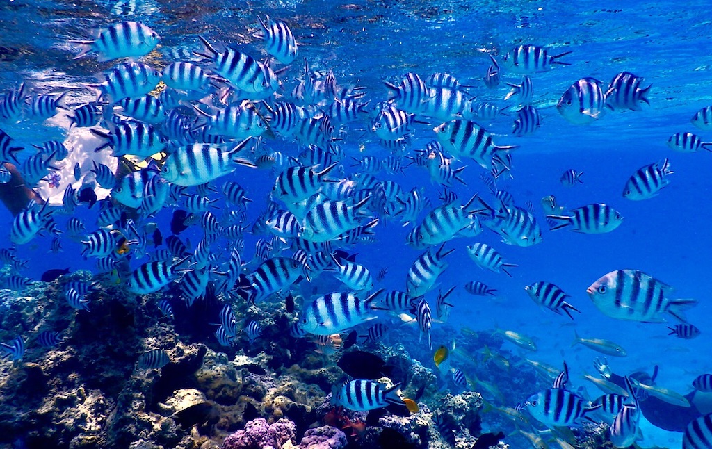 Ein Schwarm Fische im Pazifischen Ozean, einem der größten biologischen Schätze des Planeten.